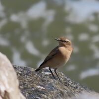 wheatear