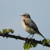 wheatear