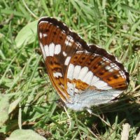 white admiral