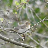 willow warbler