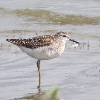 wood sandpiper