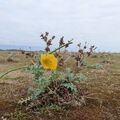 Guided walk at Landguard Point
