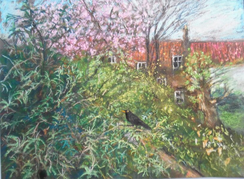 "Jo's blackbird on a branch" pastel painting done from my bedroom window