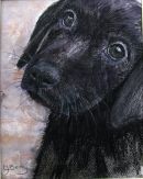 JAZZ as a puppy NFS