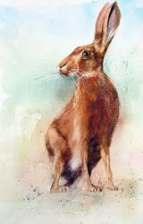 Hesitant Hare