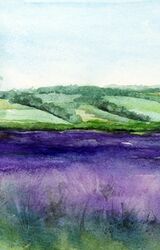Selbourne Lavender