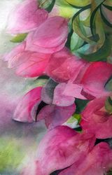 Bougainvillea, Pink