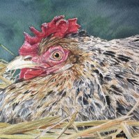 Big hen (SOLD)