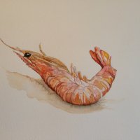 Bob the prawn SOLD