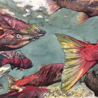 Sockeye salmon (sold)