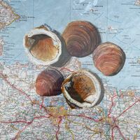 French shells