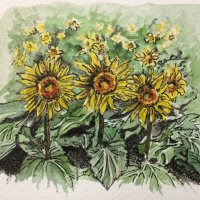 Les Tournesols