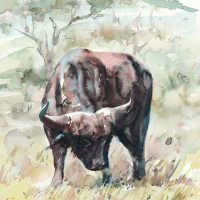 Buffalo