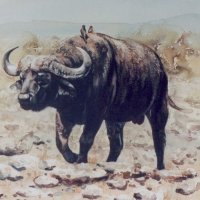 Buffalo