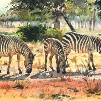 Early morning zebra