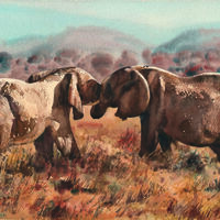 Elephants tussling in Tsavo