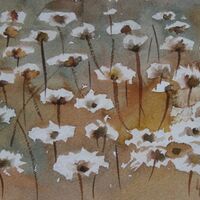 Wild Everlasting Flowers