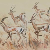 Grant's Gazelle