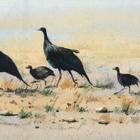 Guinea Fowl