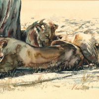 Lion pride