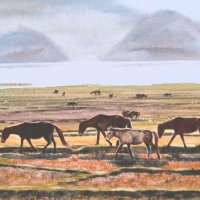 Ponies in Nepal