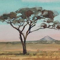 stark Acacia
