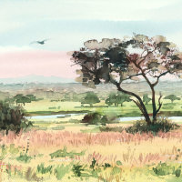 Tarangire tree
