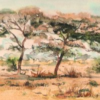 Two acacias