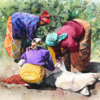 Women collecting coffee