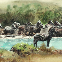 Zebra crossing river