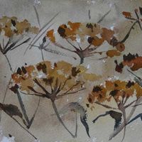 Cow Parsley