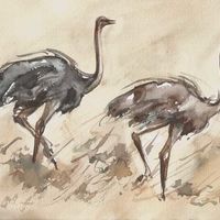 Ostriches