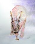 winter hare
