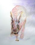 winter hare