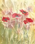 poppies