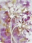 angelica