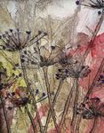 cow parsley