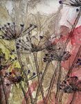 cow parsley