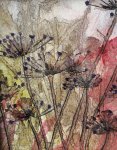 cow parsley
