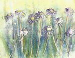 daisies