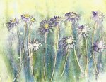 daisies