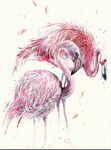 pretty flamingo