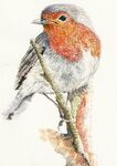 red breast