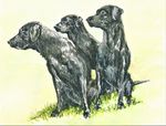 the three amigos