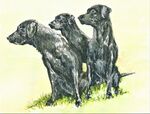 the three amigos