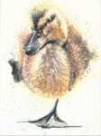 quacking good fun