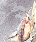 nuthatch