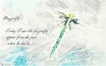 the dragonfly