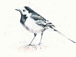 pied wagtail