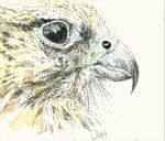watchful